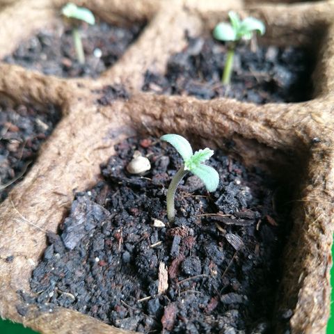 #4 Northern Light Automatic growlog timeline photo