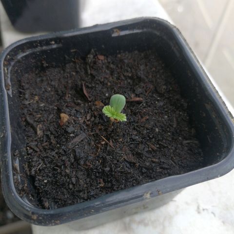 #1 out Northern Light Automatic  growlog photo: Repoting