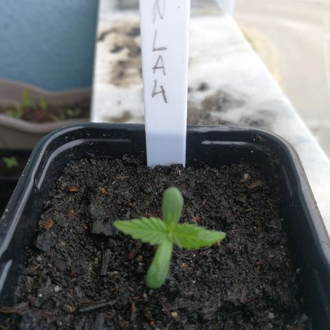 #4 Northern Light Automatic growlog timeline photo