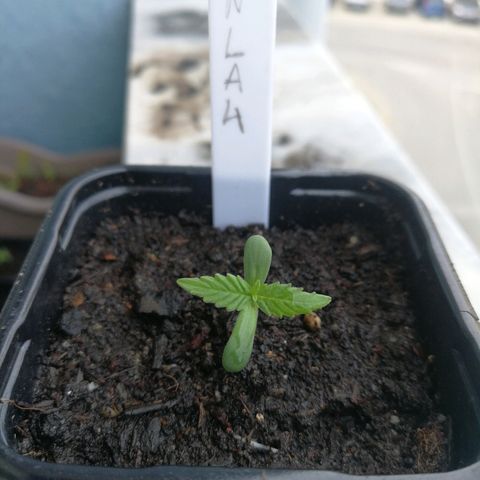 #4 Northern Light Automatic growlog photo: Repoting