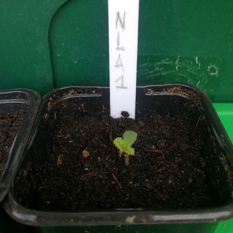 #1 out Northern Light Automatic  growlog timeline photo