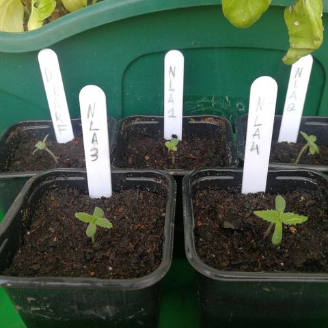 #4 Northern Light Automatic growlog photo: All plants repoted