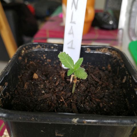 #1 out Northern Light Automatic  growlog timeline photo