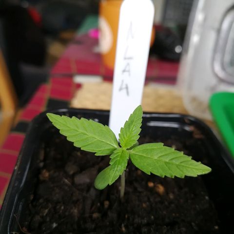 #4 Northern Light Automatic growlog timeline photo