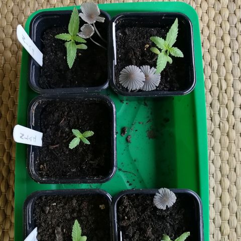 #4 Northern Light Automatic growlog timeline photo