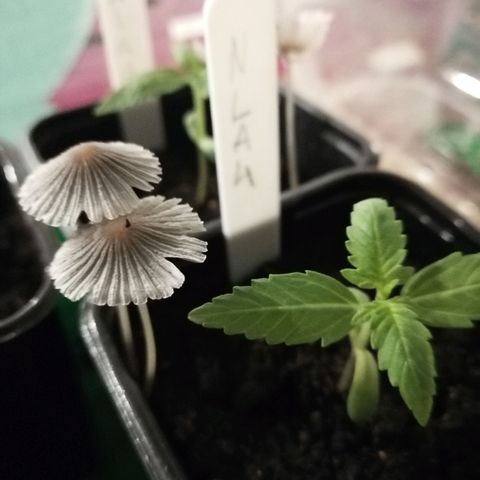 #4 Northern Light Automatic growlog timeline photo