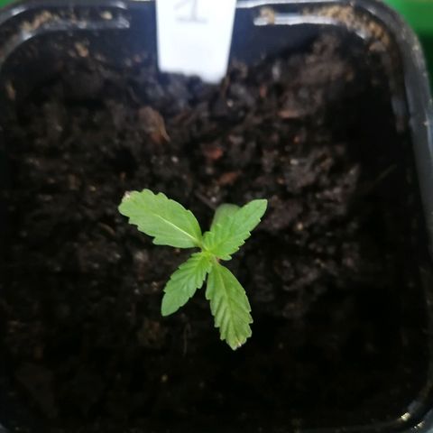 #1 out Northern Light Automatic  growlog timeline photo