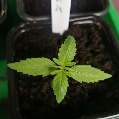 #4 Northern Light Automatic growlog timeline photo