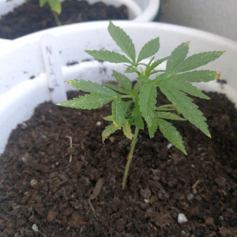 #1 out Northern Light Automatic  growlog timeline photo
