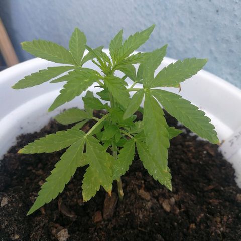 #4 Northern Light Automatic growlog timeline photo