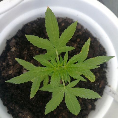 #4 Northern Light Automatic growlog timeline photo
