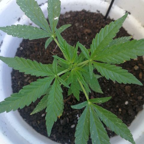#1 out Northern Light Automatic  growlog timeline photo
