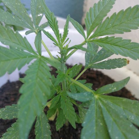#1 out Northern Light Automatic  growlog timeline photo