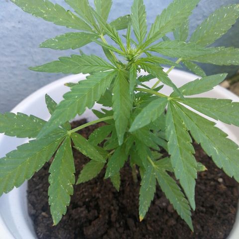 #4 Northern Light Automatic growlog timeline photo