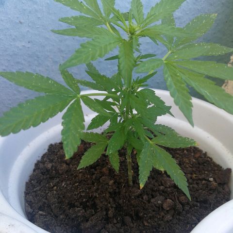 #4 Northern Light Automatic growlog timeline photo