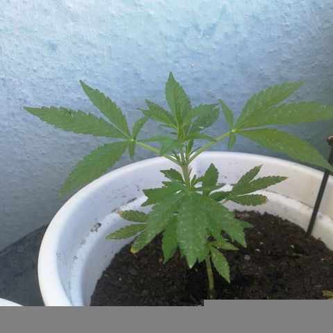 #1 out Northern Light Automatic  growlog timeline photo