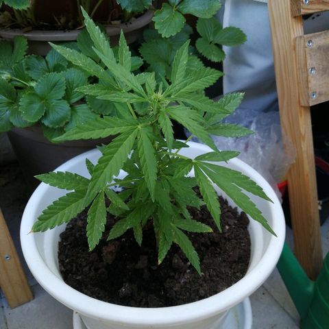 #4 Northern Light Automatic growlog timeline photo