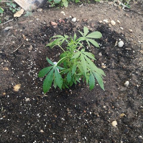 #1 out Northern Light Automatic  growlog timeline photo