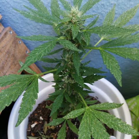 #4 Northern Light Automatic growlog timeline photo