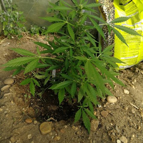 #1 out Northern Light Automatic  growlog timeline photo