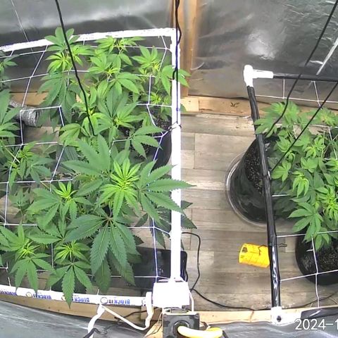 Sugar Puss, Indigo Glacier, Blackberry Moon Rock  growlog timeline photo