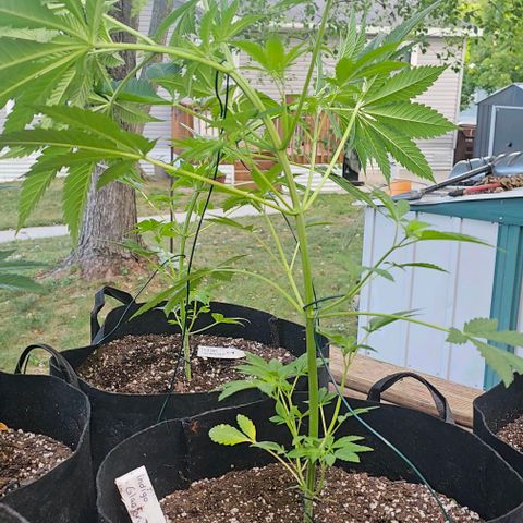 Sugar Puss, Indigo Glacier, Blackberry Moon Rock  growlog timeline photo