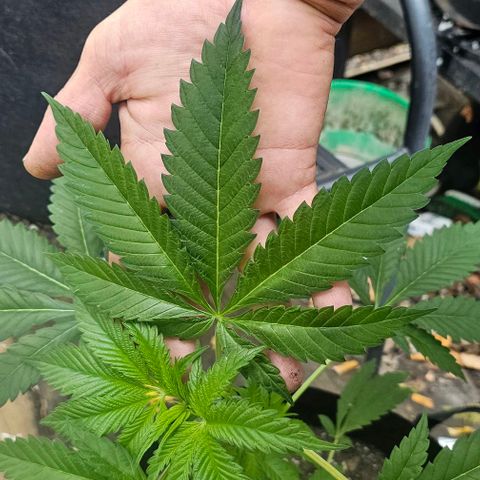 Sugar Puss, Indigo Glacier, Blackberry Moon Rock  growlog timeline photo