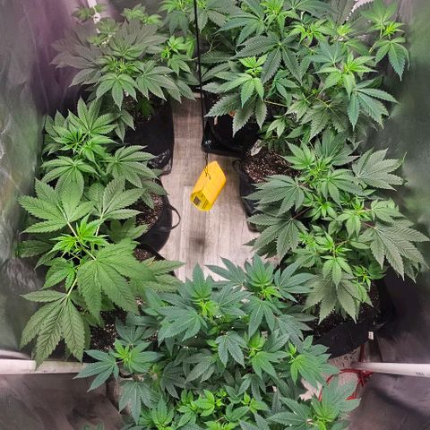 Sugar Puss, Indigo Glacier, Blackberry Moon Rock  growlog timeline photo