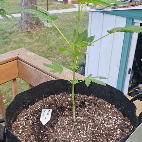 Sugar Puss, Indigo Glacier, Blackberry Moon Rock  growlog timeline photo
