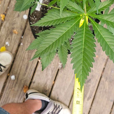 Sugar Puss, Indigo Glacier, Blackberry Moon Rock  growlog timeline photo