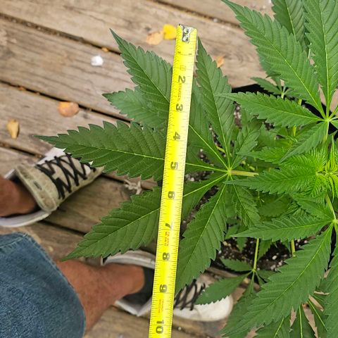 Sugar Puss, Indigo Glacier, Blackberry Moon Rock  growlog timeline photo
