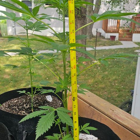 Sugar Puss, Indigo Glacier, Blackberry Moon Rock  growlog timeline photo