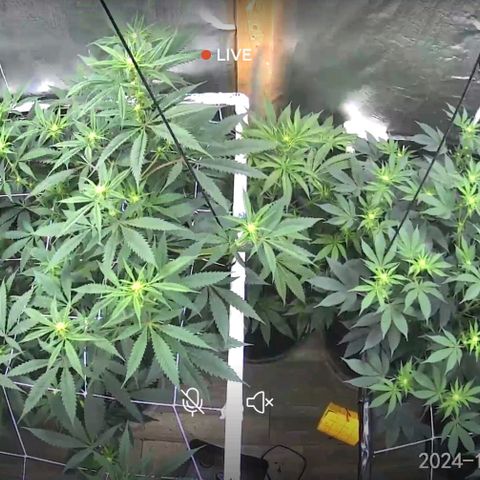 Sugar Puss, Indigo Glacier, Blackberry Moon Rock  growlog timeline photo