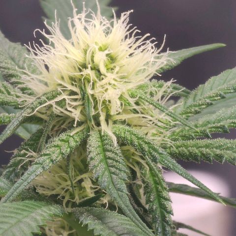 Sugar Puss, Indigo Glacier, Blackberry Moon Rock  growlog timeline photo