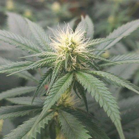 Sugar Puss, Indigo Glacier, Blackberry Moon Rock  growlog timeline photo