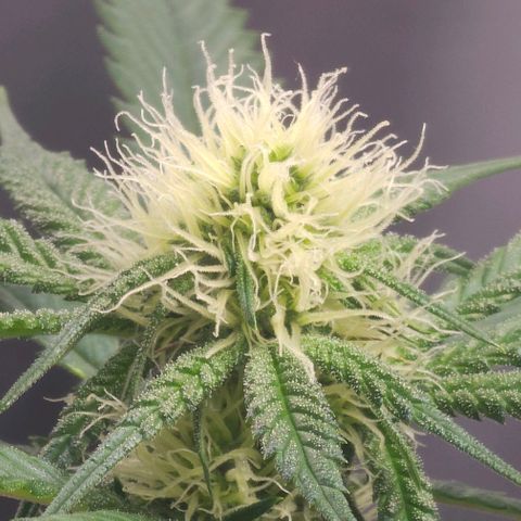 Sugar Puss, Indigo Glacier, Blackberry Moon Rock  growlog timeline photo