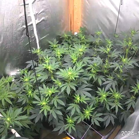 Sugar Puss, Indigo Glacier, Blackberry Moon Rock  growlog timeline photo