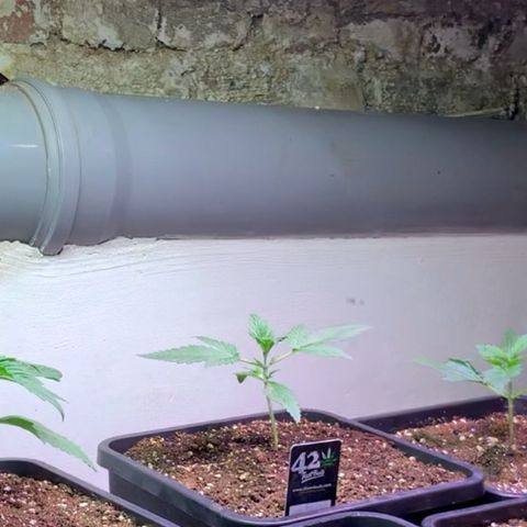 Gelato Auto growlog photo: Ab hier neue Beleuchtung !!!
Mars Hydro TS 1000 + Greenception GC 4 