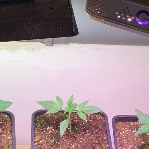 Gelato Auto growlog photo: Ab hier neue Beleuchtung !!!
Mars Hydro TS 1000 + Greenception GC 4 