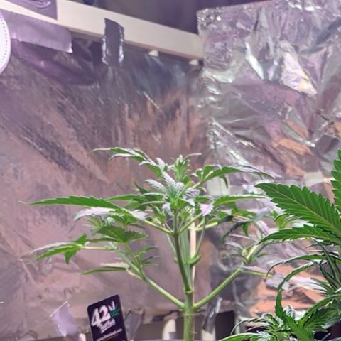 Gelato Auto growlog photo: „Sonnensegel“ (eigentlich nach Gefühl) wurde weg genommen… 