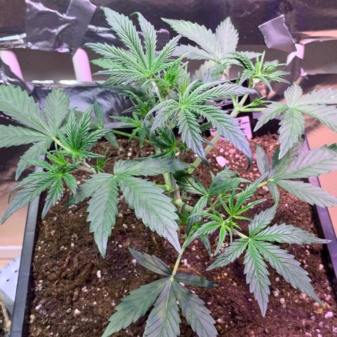 Gelato Auto growlog photo: „Sonnensegel“ (eigentlich nach Gefühl) wurde weg genommen… 