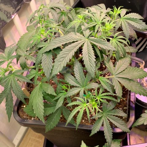 Gelato Auto growlog timeline photo