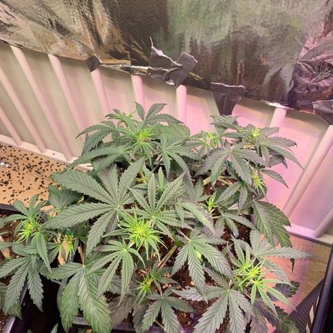 Gelato Auto growlog photo: Heute gibt es noch mal Bactrex und Orgatrex… etwas früher als vorgeschrieben 🤷‍♂️