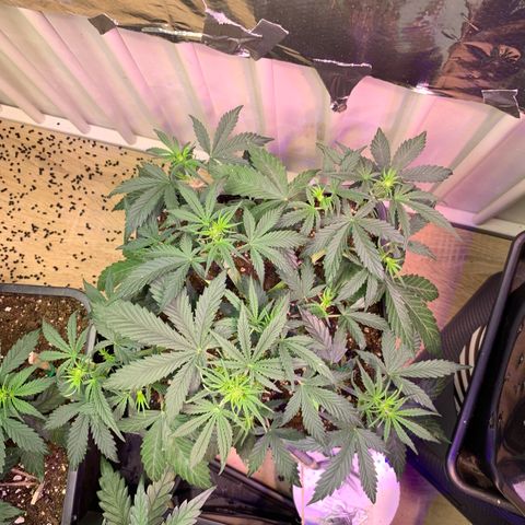 Gelato Auto growlog photo: Heute gibt es noch mal Bactrex und Orgatrex… etwas früher als vorgeschrieben 🤷‍♂️