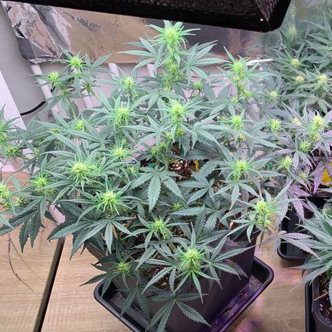 Gelato Auto growlog timeline photo