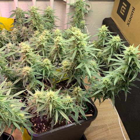 Gelato Auto growlog timeline photo
