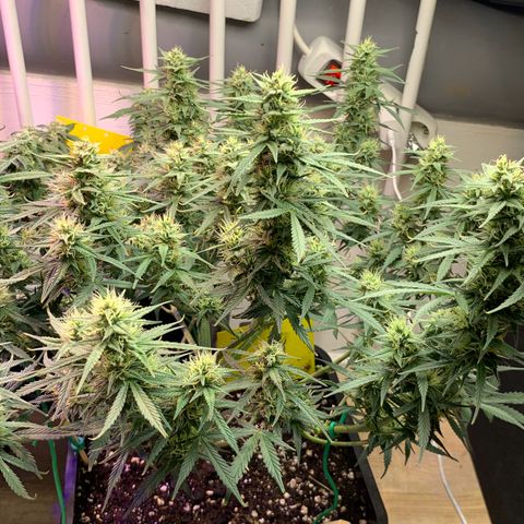 Gelato Auto growlog timeline photo