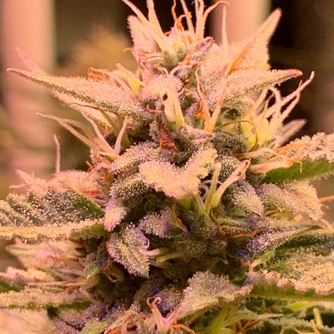 Gelato Auto growlog timeline photo