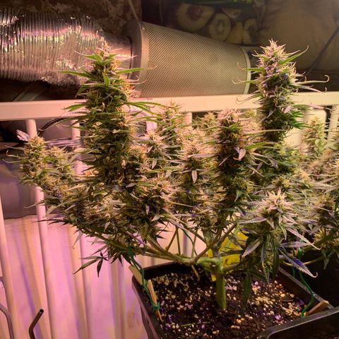 Gelato Auto growlog timeline photo