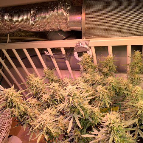Gelato Auto growlog timeline photo